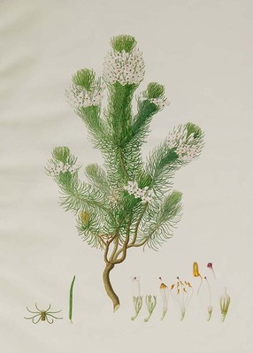 1041
<br/>
Delineations of exotick plants cultivated in the Royal Garden at Kew : drawn and coloured, and the botanical characters displayed according to the Linnean system.
<br/>
<em></em>